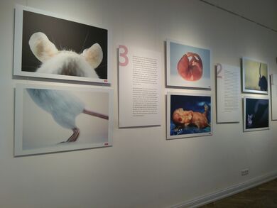 Blick in einen Ausstellungsraum